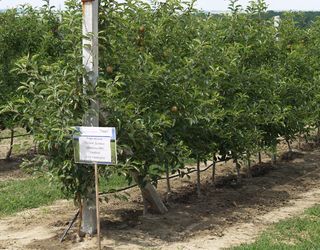 «Гадз» збільшуватиме площу під яблуневими садами